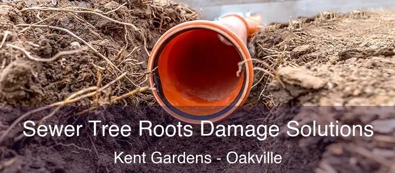  Sewer Tree Roots Damage Solutions Kent Gardens - Oakville
